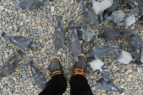 DSC_0964.JPG